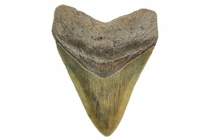 Serrated, Fossil Megalodon Tooth - South Carolina #374730